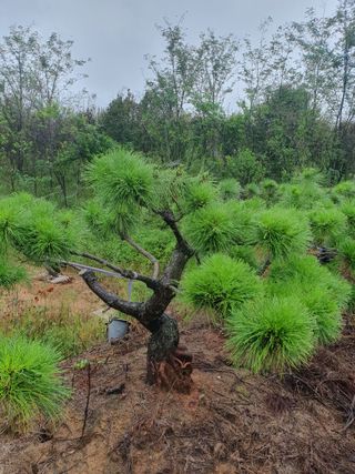 작은소나무님의 자유주제 · 자유게시판 작성글 사진