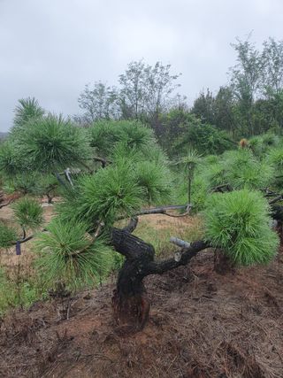 작은소나무님의 자유주제 · 자유게시판 작성글 사진