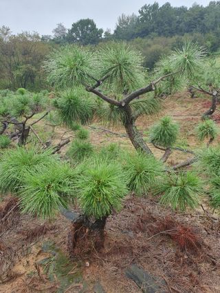 작은소나무님의 자유주제 · 자유게시판 작성글 사진