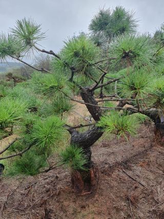 작은소나무님의 자유주제 · 자유게시판 작성글 사진