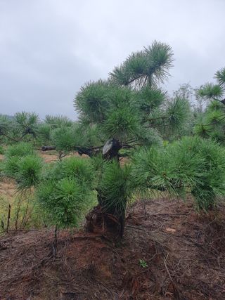작은소나무님의 자유주제 · 자유게시판 작성글 사진