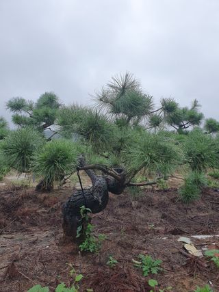 작은소나무님의 자유주제 · 자유게시판 작성글 사진