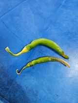 팜모닝 고추·병해충상담 게시글 이미지