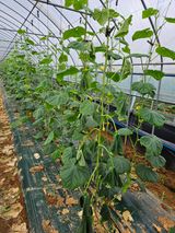 팜모닝 오이·병해충상담 게시글 이미지