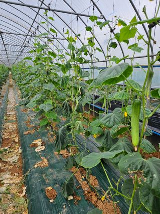 최원석님의 오이 · 병해충상담 작성글 사진