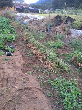 농부의약속님의 자유주제 · 자유게시판 작성글 사진