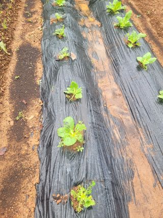 허투루님의 배추 · 병해충상담 작성글 사진