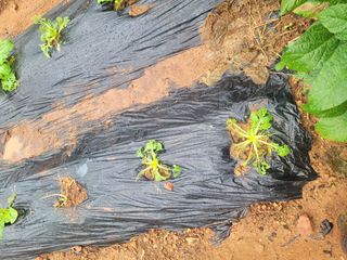 허투루님의 배추 · 병해충상담 작성글 사진