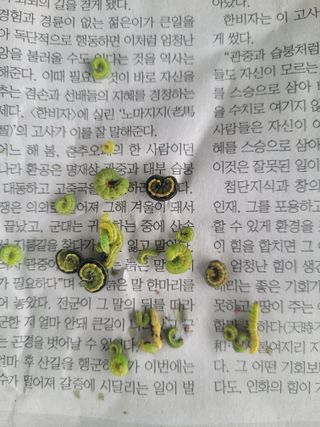 허투루님의 배추 · 병해충상담 작성글 사진