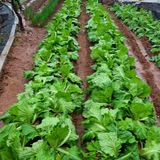 팜모닝 자유주제·자유게시판 게시글 이미지