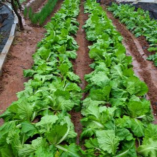 철우(이철우)님의 자유주제 · 자유게시판 작성글 사진