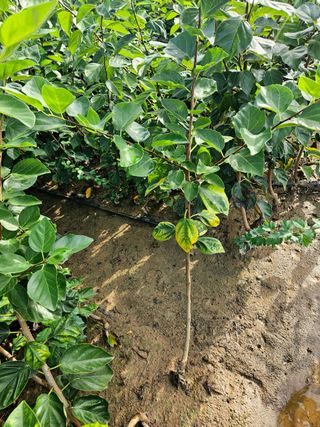 일심묘목농원님의 자유주제 · 자유게시판 작성글 사진