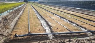 샤인머스마님의 양파 · 영농일지 작성글 사진