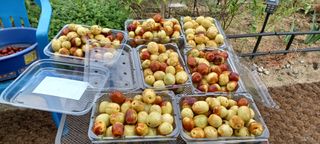 고풍마님님의 기타작물 · 병해충상담 작성글 사진