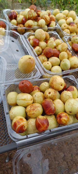 고풍마님님의 기타작물 · 병해충상담 작성글 사진