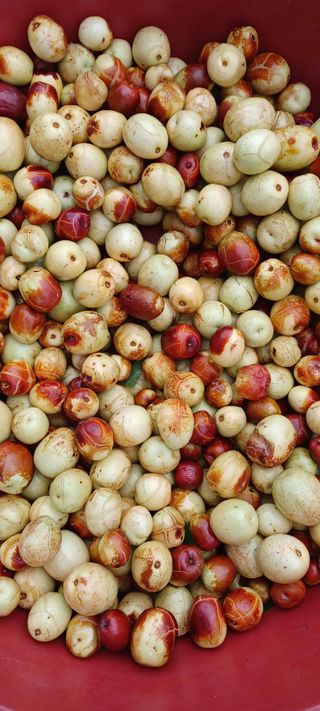 고풍마님님의 기타작물 · 병해충상담 작성글 사진