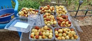 고풍마님님의 기타작물 · 병해충상담 작성글 사진