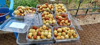 고풍마님님의 기타작물 · 병해충상담 작성글 사진