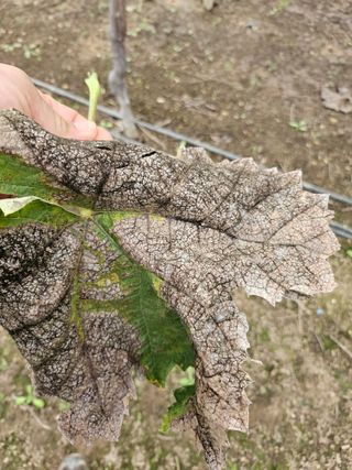 정세화님의 포도 · 병해충상담 작성글 사진