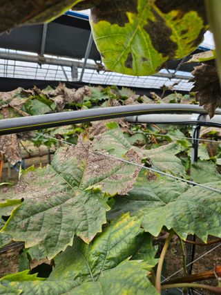 정세화님의 포도 · 병해충상담 작성글 사진