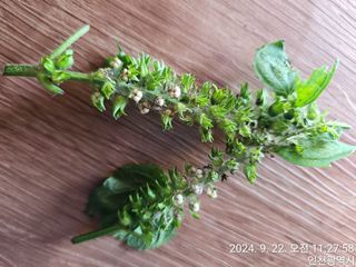 문서연님의 들깨 · 병해충상담 작성글 사진