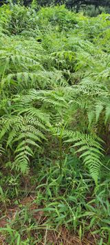 팜모닝 기타작물·영농일지 게시글 이미지