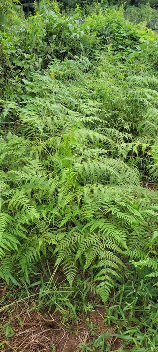 박정희 님의 기타작물 · 영농일지 작성글 사진