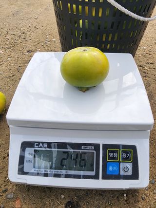 포항태추감님의 감 · 자유게시판 작성글 사진