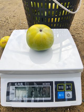 포항태추감님의 감 · 자유게시판 작성글 사진