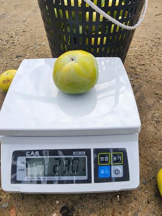 포항태추감님의 감 · 자유게시판 작성글 사진