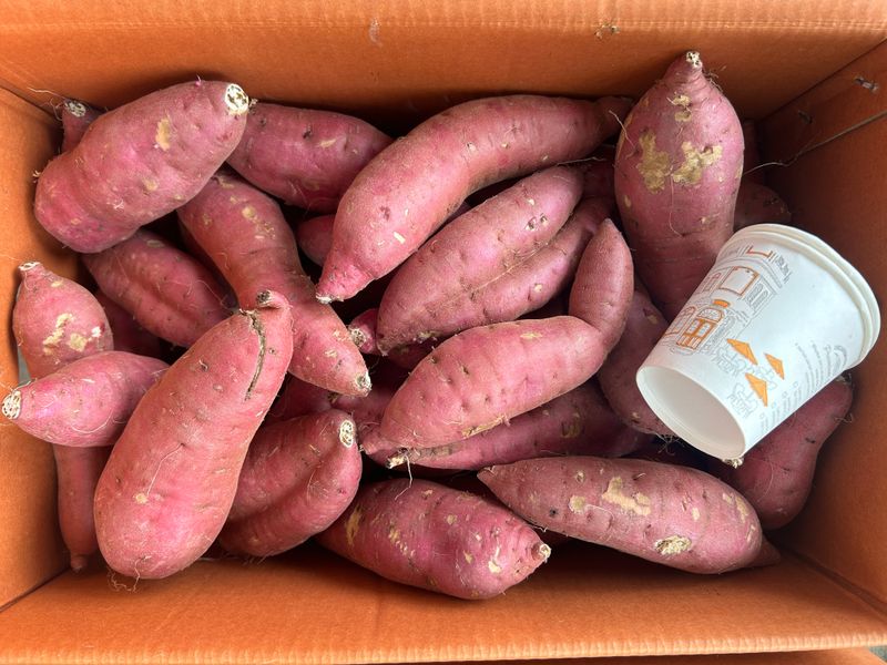 장터 상품 [무안 황토밭 꿀고구마 예쁜못난이 10kg ] 썸네일