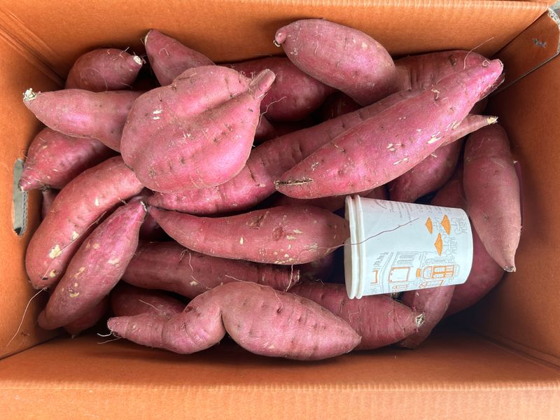 이영민님의 장터 판매 상품 [무안 황토밭 꿀고구마 예쁜못난이 10kg ] 첨부 사진