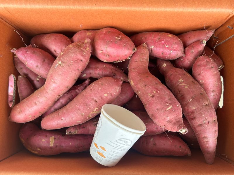 이영민님의 장터 판매 상품 [무안 황토밭 꿀고구마 예쁜못난이 10kg ] 첨부 사진