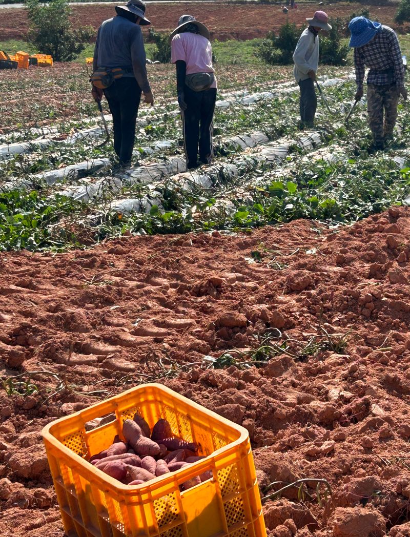 이영민님의 장터 판매 상품 [무안 황토밭 꿀고구마 예쁜못난이 10kg ] 첨부 사진