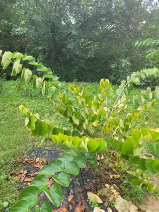 잡초는끝없다.님의 자유주제 · 자유게시판 작성글 사진