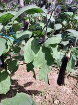 팜모닝 기타작물·병해충상담 게시글 이미지