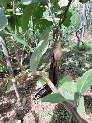 만월봉아지매님의 기타작물 · 병해충상담 작성글 사진