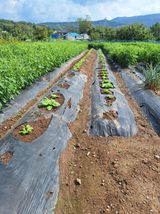 팜모닝 자유주제·자유게시판 게시글 이미지