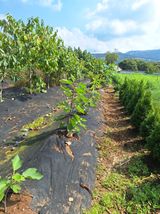 팜모닝 자유주제·자유게시판 게시글 이미지