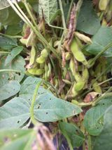 팜모닝 콩·병해충상담 게시글 이미지