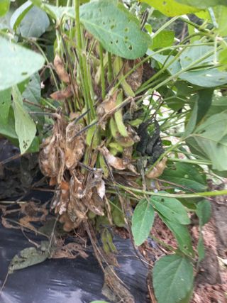 장성농부3년차님의 콩 · 병해충상담 작성글 사진