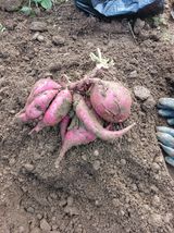 팜모닝 자유주제·자유게시판 게시글 이미지