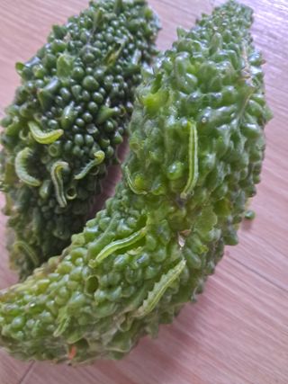 화순 농부여주작두콩님의 기타작물 · 병해충상담 작성글 사진