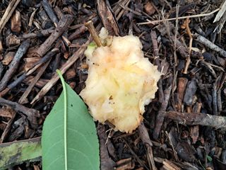 별빛농장지기님의 자유주제 · 자유게시판 작성글 사진