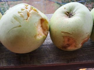 별빛농장지기님의 자유주제 · 자유게시판 작성글 사진