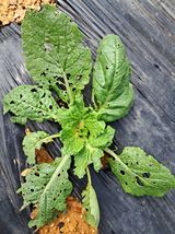 팜모닝 배추·병해충상담 게시글 이미지