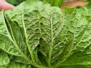 농약비료유기농쟁이님의 농사, 무엇이든 물어보세요! · 참여글 작성글 사진