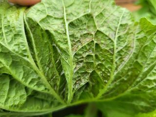 농약비료유기농쟁이님의 농사, 무엇이든 물어보세요! · 참여글 작성글 사진