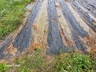 박현주님의 파 · 영농일지 작성글 사진