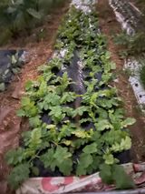 팜모닝 자유주제·자유게시판 게시글 이미지